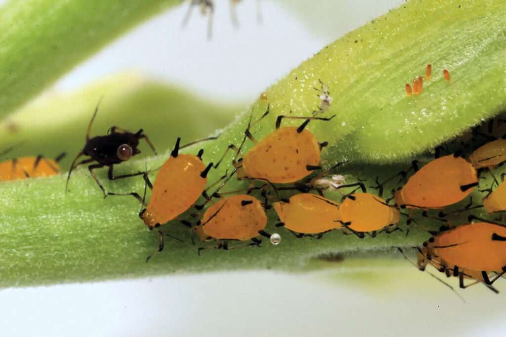 aphids