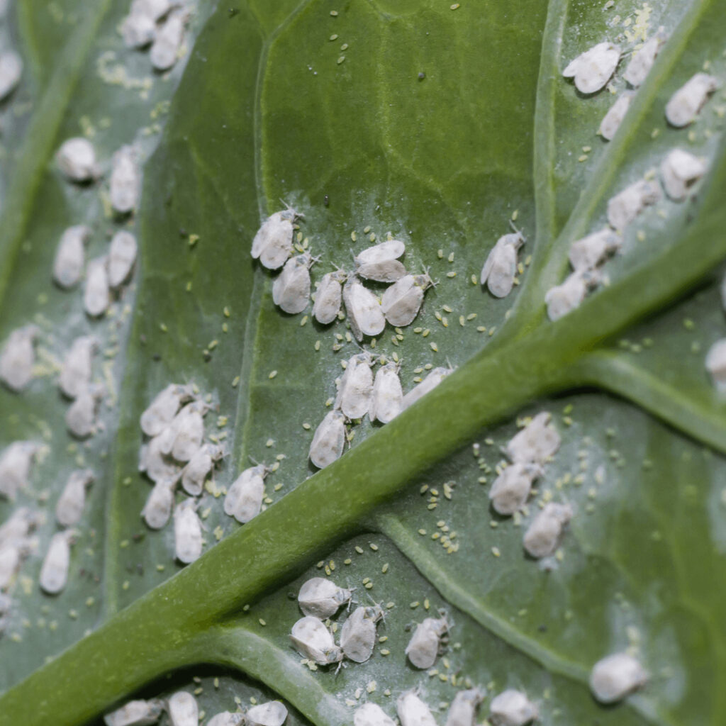 whiteflies